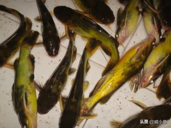 牙齿特别尖的鱼叫什么鱼,有牙三角刺的鱼