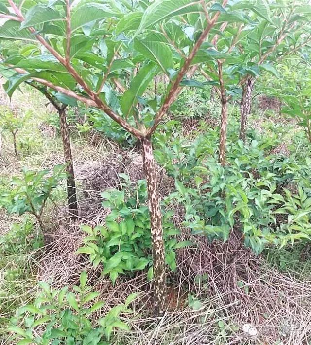 种植魔芋和种植石菖蒲哪个更赚钱,种植一亩魔芋一年能挣多少钱