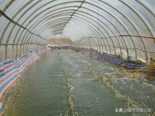 比较靠谱的养殖项目,现在最好的养殖品种有哪些