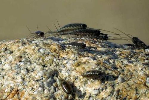 海蟑螂和蟑螂的区别,海蟑螂类似的虫子