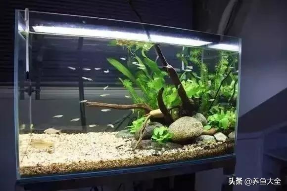 养鱼大神都养什么鱼,鱼缸养鱼都有哪些鱼