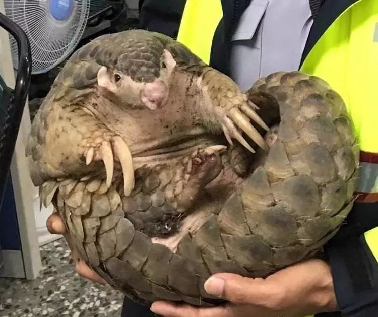 野生蝙蝠都吃什么,十大不能吃的野生蝙蝠