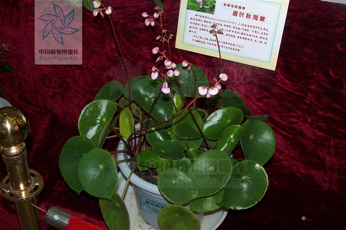 舒筋活血跌打损伤药酒配方,地龙能治疗跌打损伤骨折吗