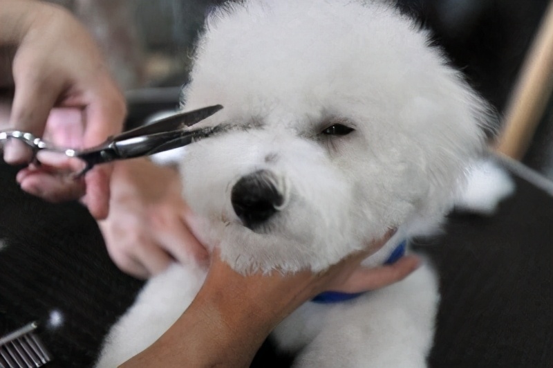 比熊犬泪痕怎么处理,比熊犬泪痕用什么擦