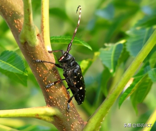 李子如何防治天牛,天牛防治专用药剂