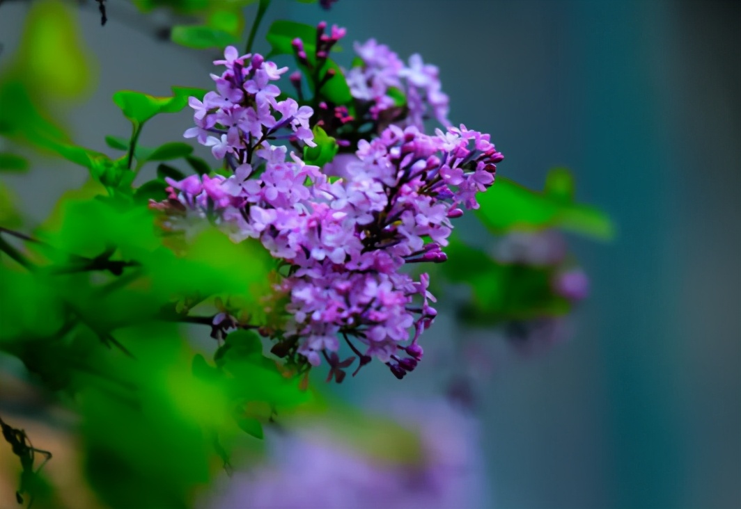 紫丁香和罗汉丁香是一个品种吗,小叶丁香和紫丁香的区别是什么