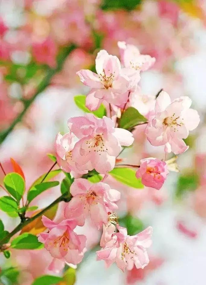 三月赏雨赏花,三月适合去哪儿看花