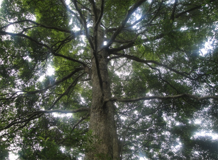 金丝楠和金丝楠阴沉木有什么区别,碳化了的金丝楠木阴沉木鉴定