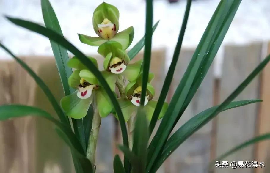 春兰春剑送春莲瓣兰蕙兰怎么分别,蕙兰春兰春剑莲瓣兰对光照的要求