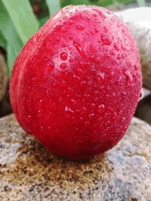 哪个季节的油桃最好吃最甜,油桃新鲜应季水果