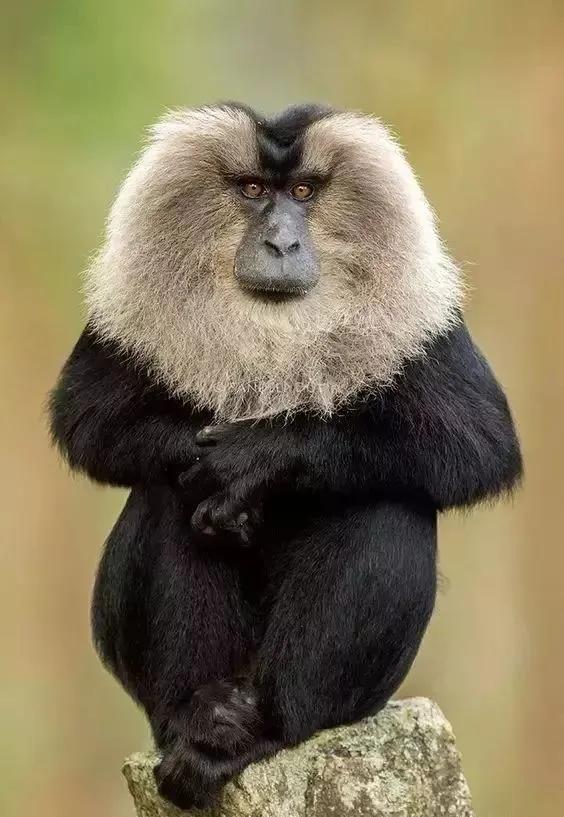 猴子72变图片,看看猴子