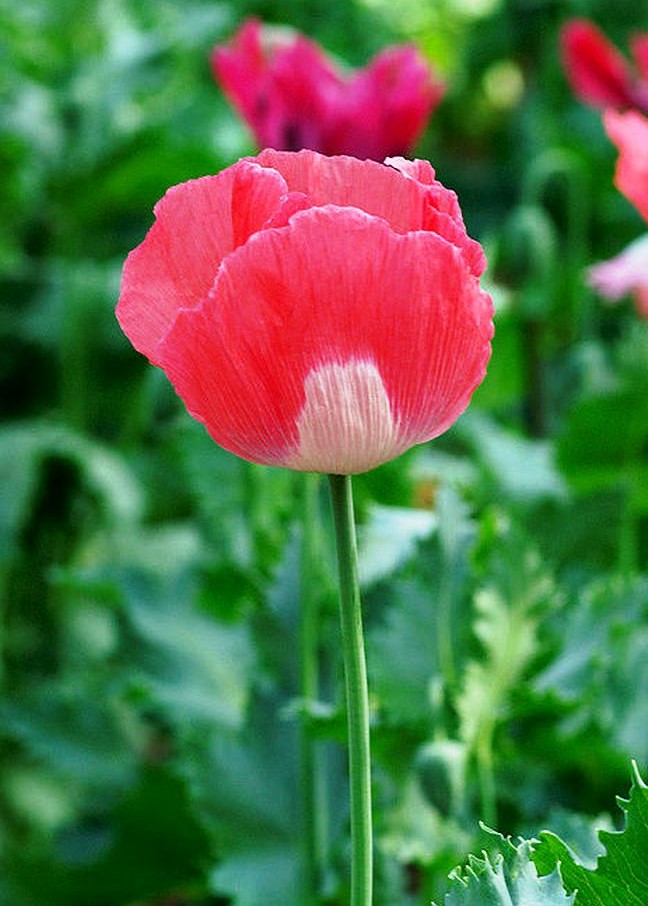 12月20日早安正能量阳光的说说,阳光心态正能量短句子很燃很励志