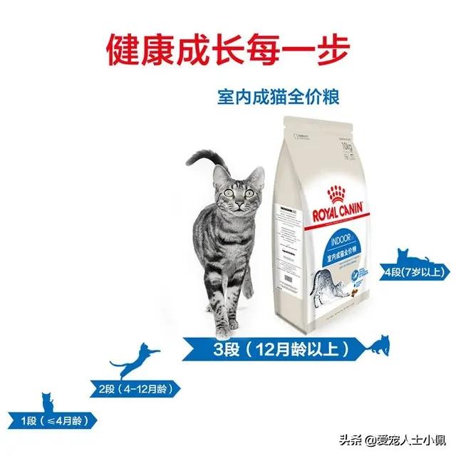 猫咪两天没吃东西生病了能洗澡吗,猫咪只要不应激可以经常洗澡的吗