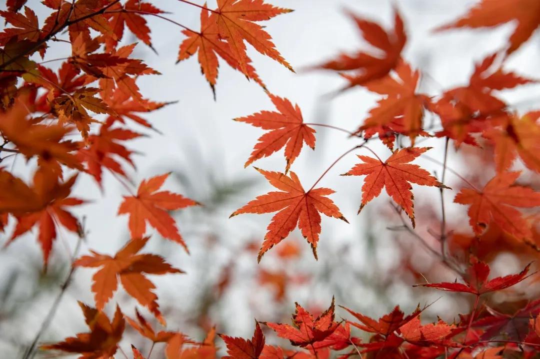 经典永存100句描写秋天的优美诗词,最美的秋天诗词