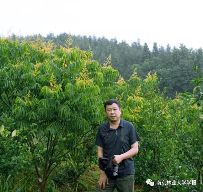 专题报道||无患子不同器官中的总皂苷和总黄酮含量