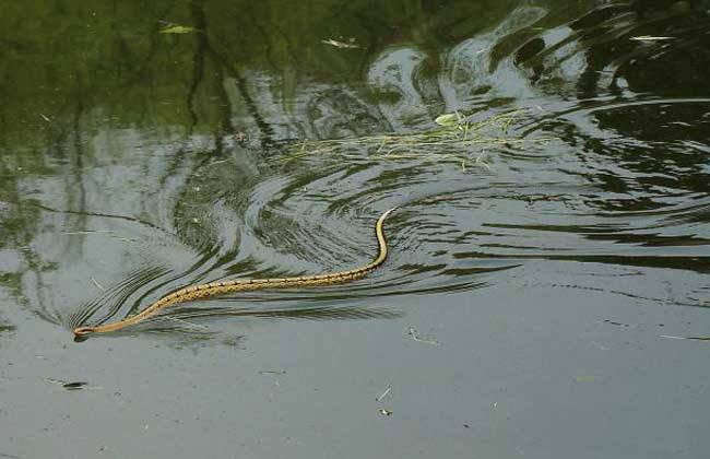 养殖水蛇技术视频,人工养殖水蛇