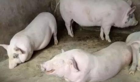 兽医诊断思路-教你怎么通过外观表现判断猪病