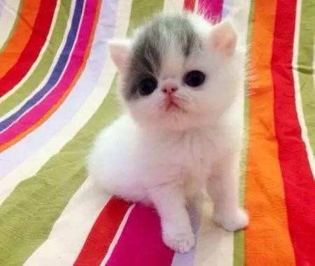 幼猫宠物怎么养,宠物幼猫饲养方法