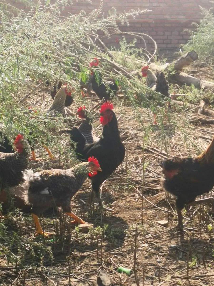 脱贫致富路上的巾帼能手——记赤峰市巴林右旗幸福之路苏木胜利村刘淑凤事迹