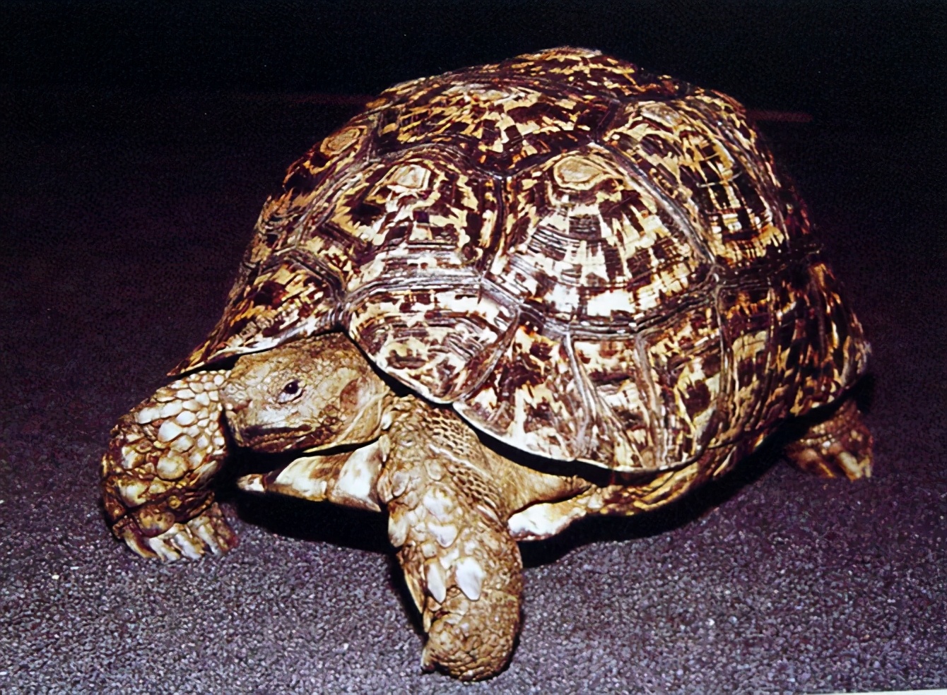 龟类大百科,大眼睛龟类