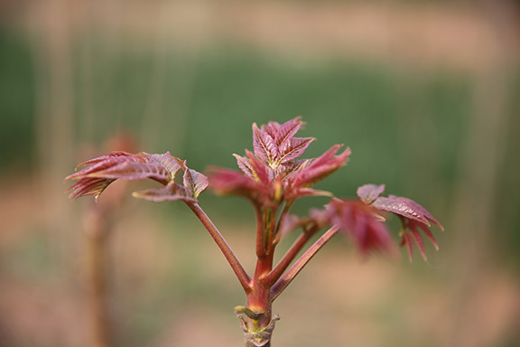 关于香椿芽的诗句,香椿诗句名句