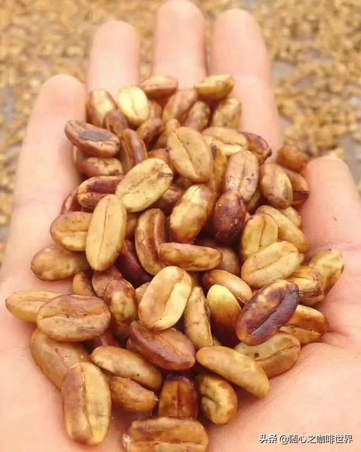 咖啡从采摘到制作过程视频,咖啡采摘加工过程