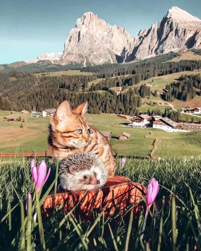 又想骗我养宠物！这只小刺猬笑起来也太太太太太太治愈了吧