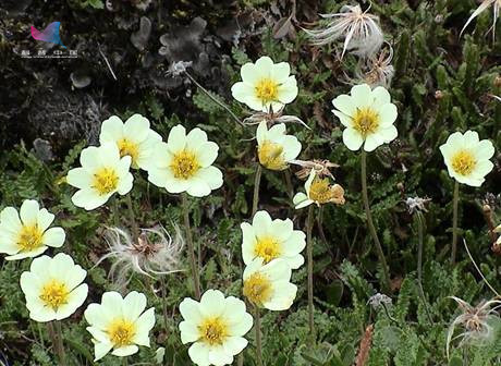 南北极气候为什么不一样,南北极海洋有何区别