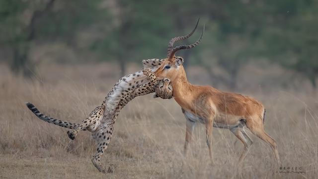 尼康d850完全摄影指南,尼康d850大变焦镜头推荐