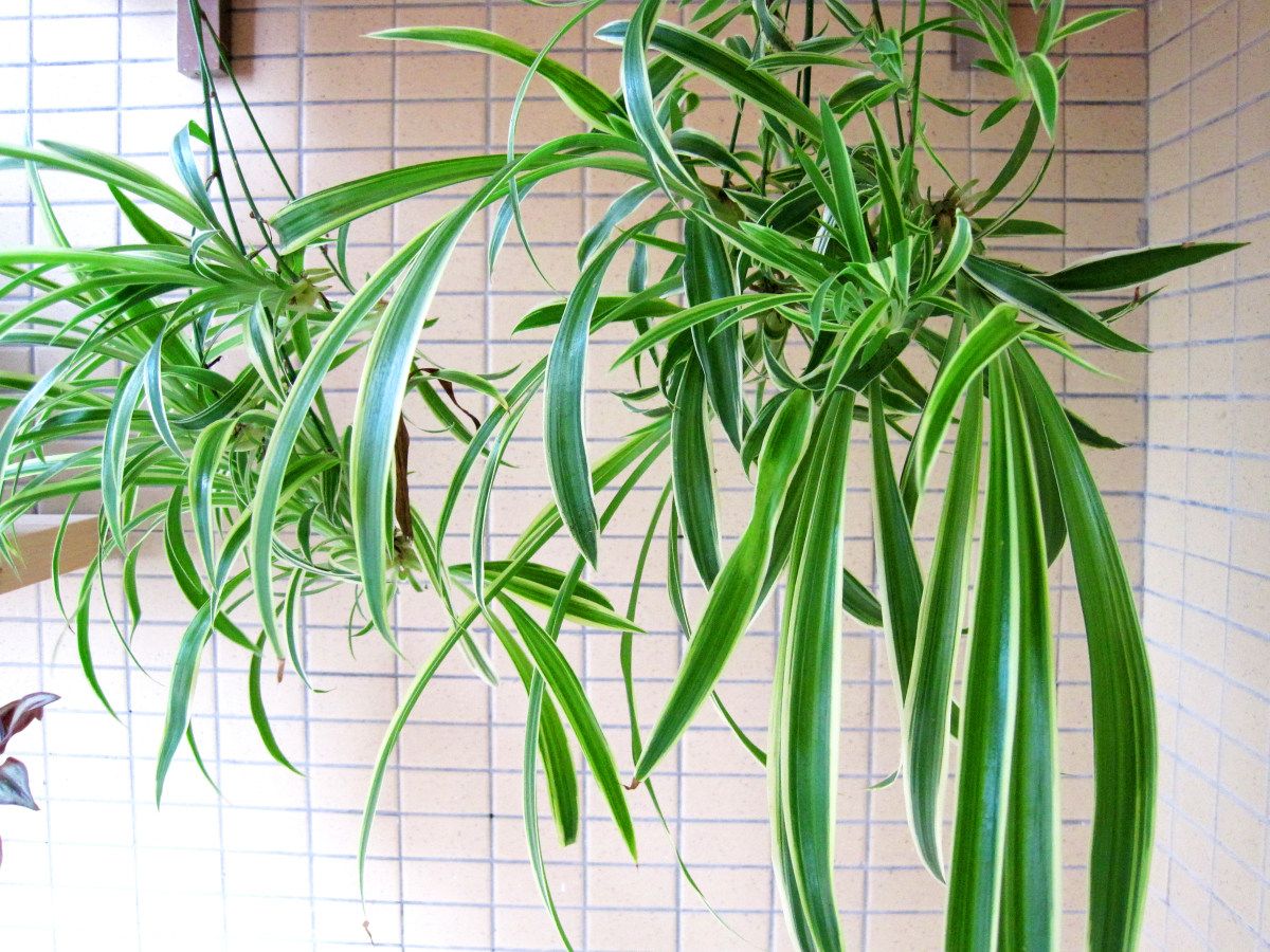 比绿萝还好养除甲醛的植物,十八种除甲醛的植物有哪些