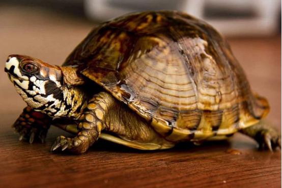 怎么养乌龟才能让乌龟活得更久,乌龟好养吗怎样正确的饲养乌龟