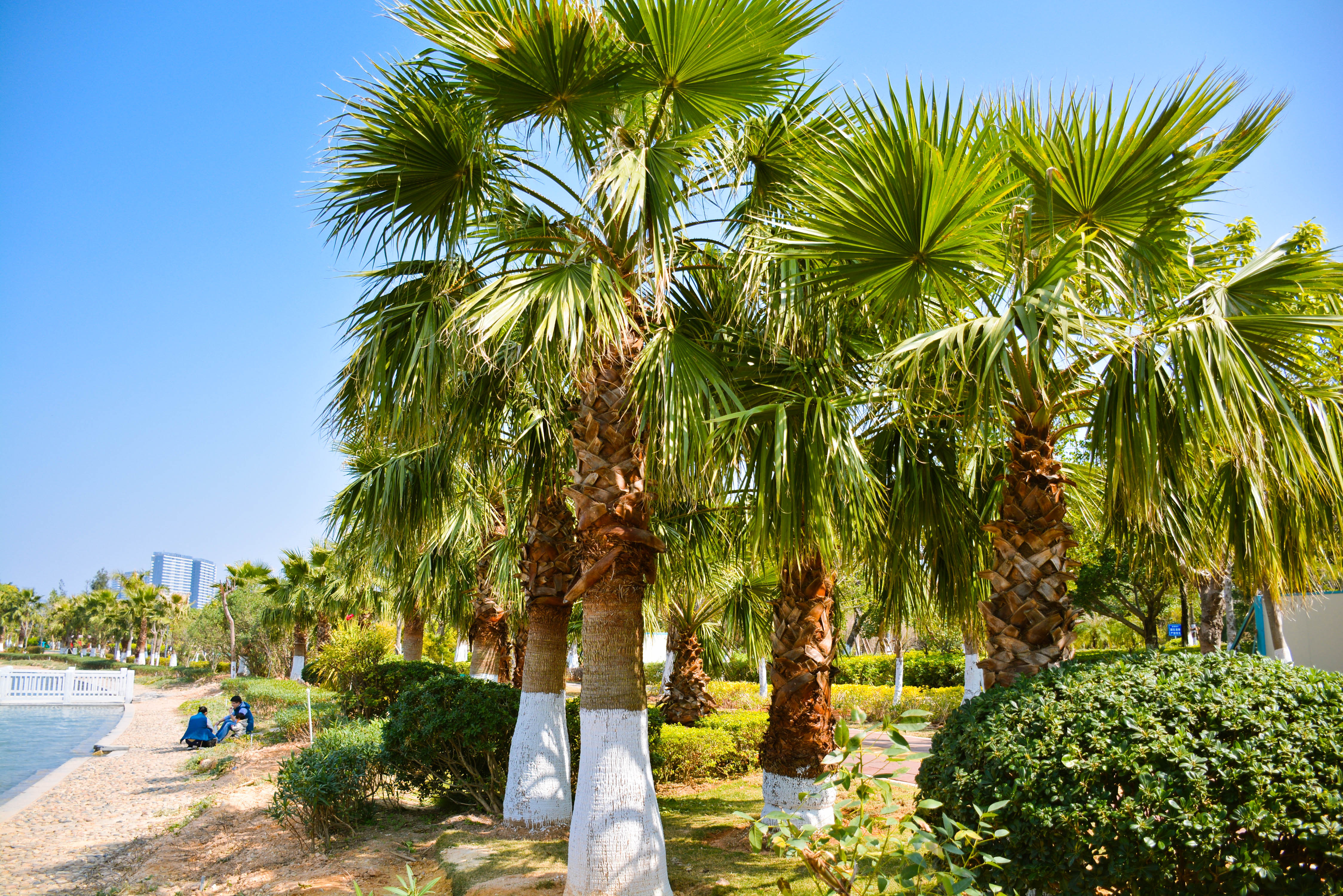 厦门最应该去的公园免费的,厦门十大经典公园