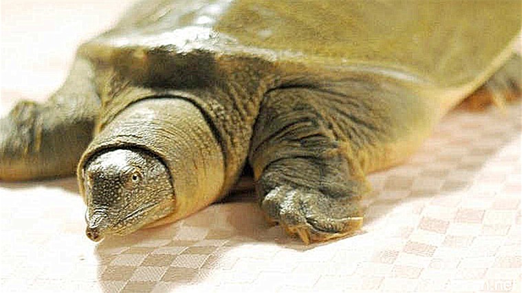 甲鱼怎么宰杀怎么炖,宰杀甲鱼的正确方法怎么煮