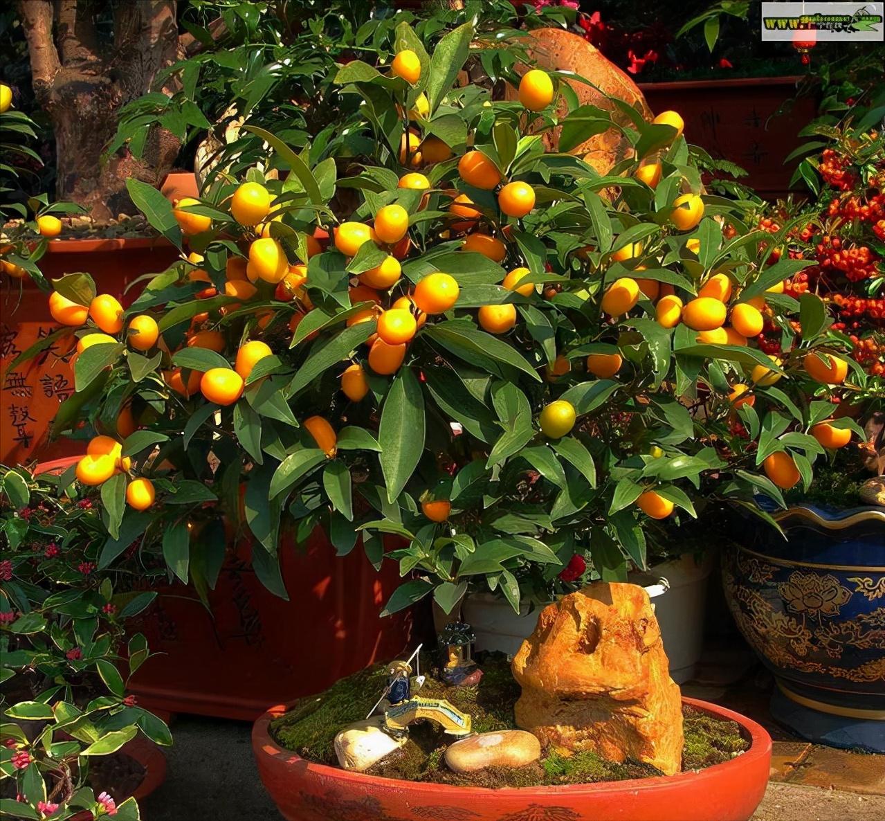 家里种什么招财又旺宅,院中栽什么树聚财镇宅