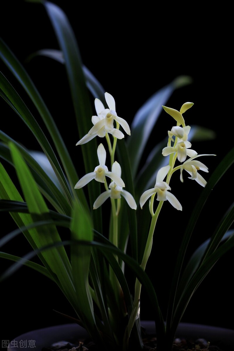 现在买的带花苞的建兰能开花吗,建兰刚开始长花苞怎样养护
