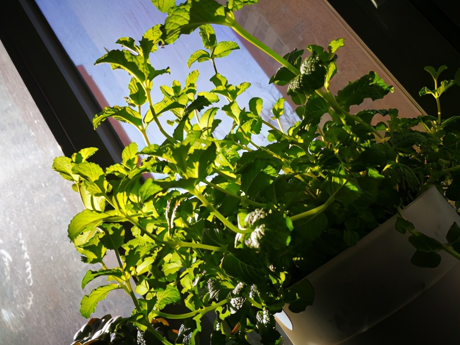 夏天解暑降火茶配方有哪些,夏季清热降火茶推荐喝什么