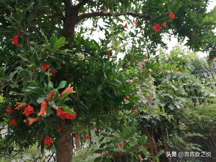 石榴的正确吃法,石榴皮煮水的功效与作用