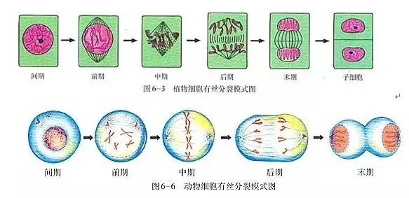 乳腺增生症的诊治及预防，少了一样都不行