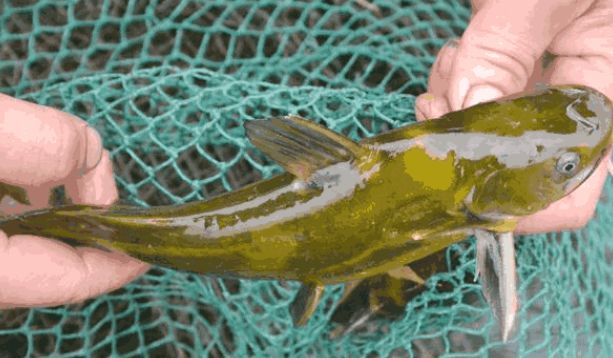 钓黄颡秘诀一夜钓几十条太过瘾了,黄颡鱼用什么饵料最好用