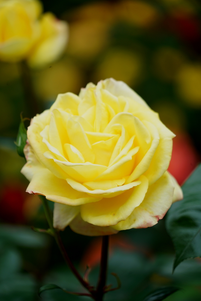 五月花；青山吹奏《蜗牛与黄鹂鸟》,D#调半音阶口琴演奏