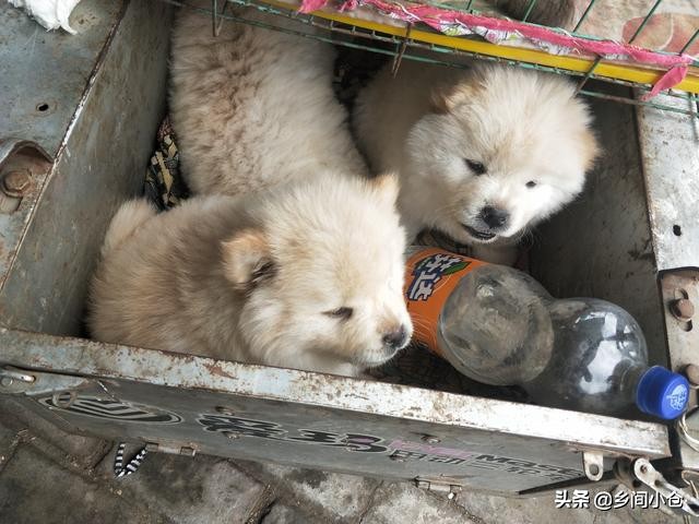 开封狗品种大全,开封狗市是中国最大的吗