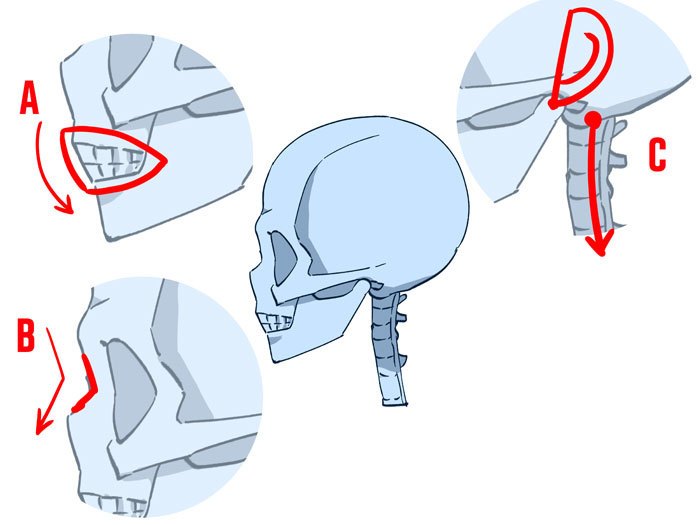 动漫人物怎么画头部,怎么画动漫人物头部结构