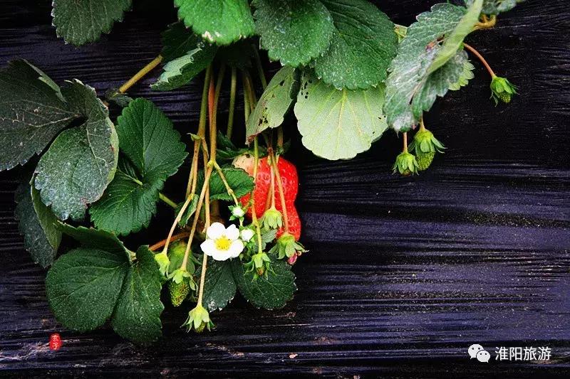 长亭外，古道边……原来淮阳古代的十里长亭竟然在这里