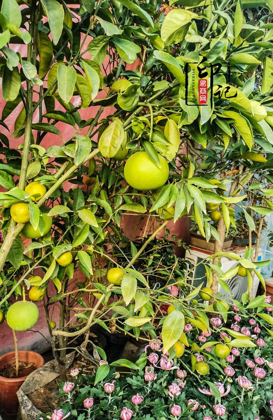 商丘道北花鸟批发市场,商丘花鸟宠物市场