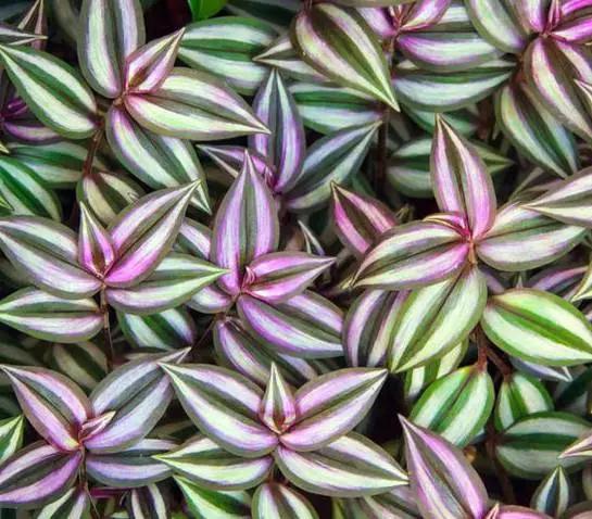 剪个花枝就能开花的植物,枝条就能存活的盆栽植物