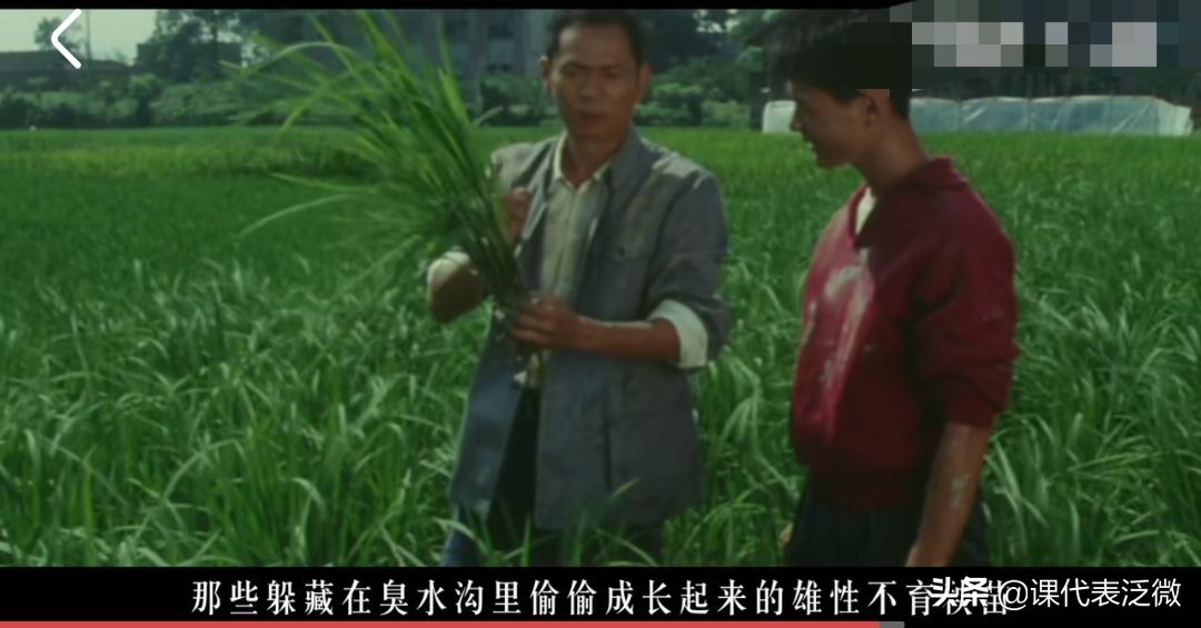 你不知道的袁隆平：浪里白条、预备飞行员、油炸鬼、臭水沟捞宝贝
