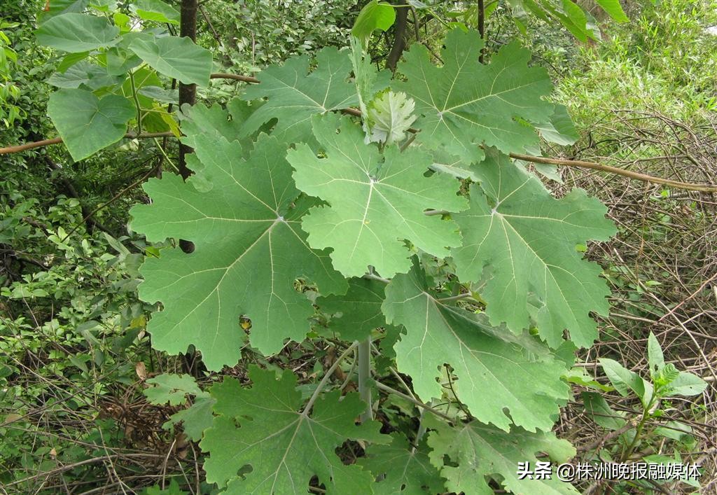 妈妈祖传30年偏方治牙痛,老人牙疼止痛偏方80岁