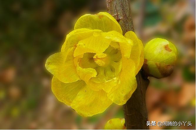 素心腊梅坚毅忠贞，高风亮节浩然正气