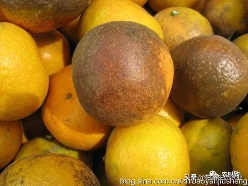 作物虫害识别大全图谱,果园物理防控虫害的方法