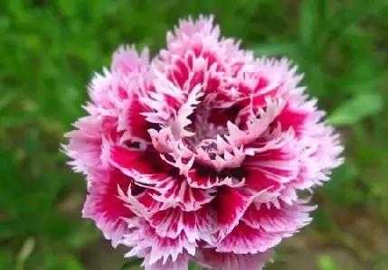 世界各国的国花集锦,英国国花世界各国的国花